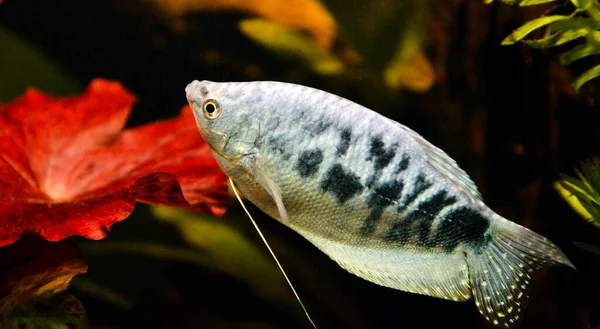 Vacker Blå Fisk Typ Tre Spot Gourami Och Olika Opaline — Stockfoto