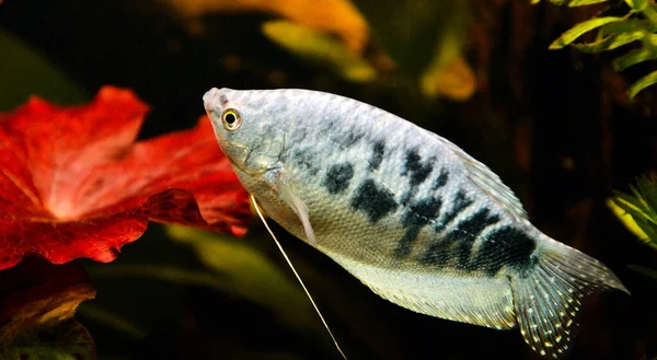 Hermoso Pez Azul Tipo Tres Gourami Spot Variedad Gourami Opalino —  Fotos de Stock