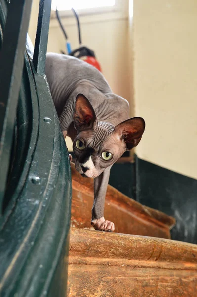 Gato Raça Sphynx Nas Escadas — Fotografia de Stock