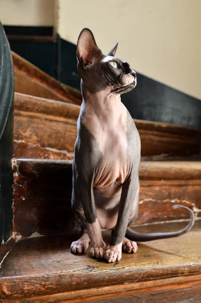 Кошка Сфинкс Сидит Лестнице — стоковое фото