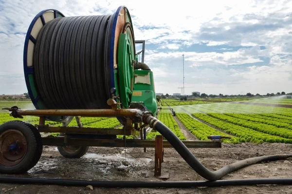 Arrosage Champ Salade Avec Système Irrigation Agricole Avec Une Grande — Photo