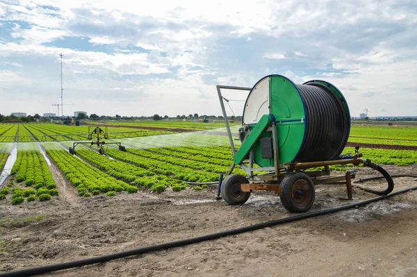 Arrosage Champ Salade Avec Système Irrigation Agricole Avec Une Grande — Photo