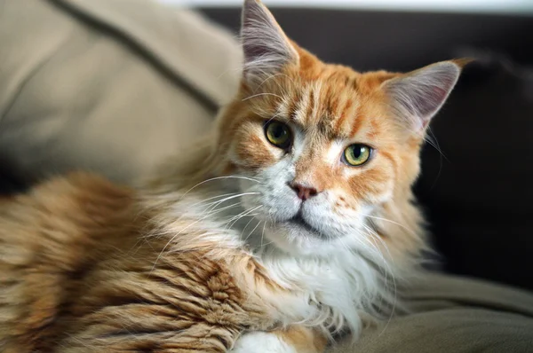 Maine Coon gato — Foto de Stock