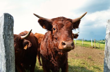 Fransız inek (Auvergne)