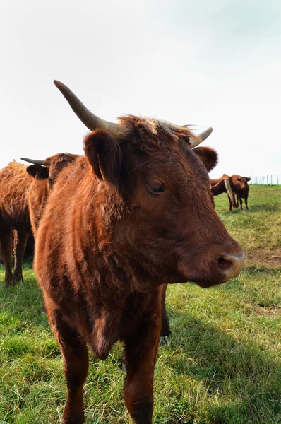 Vache française (Auvergne ) — Photo