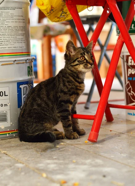 Gatinho bonito — Fotografia de Stock