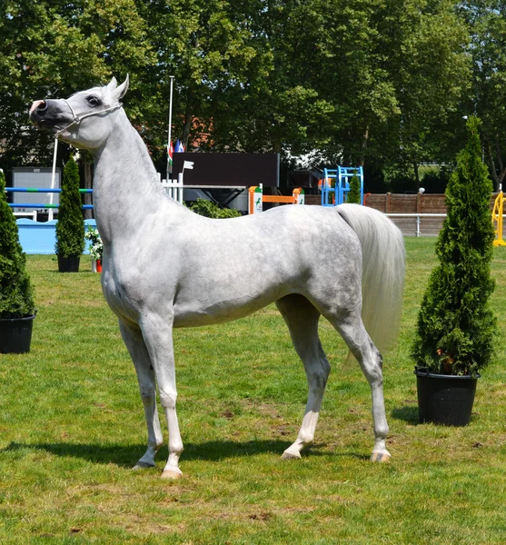 Arabian horse — Stock Photo, Image