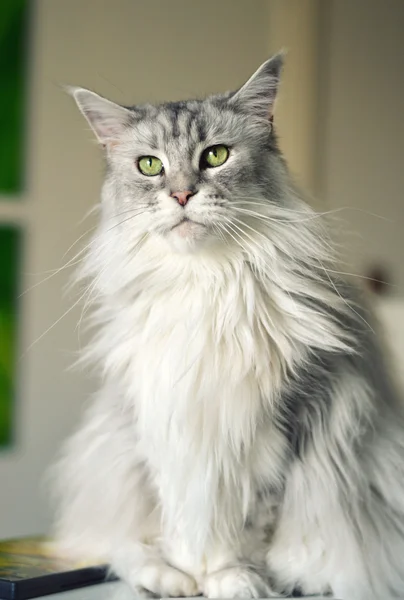 Maine coon cat — Stock Photo, Image