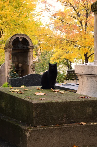 Cimitero dei gatti — Foto Stock