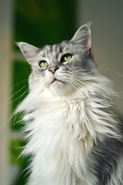 Maine coon cat — Fotografia de Stock