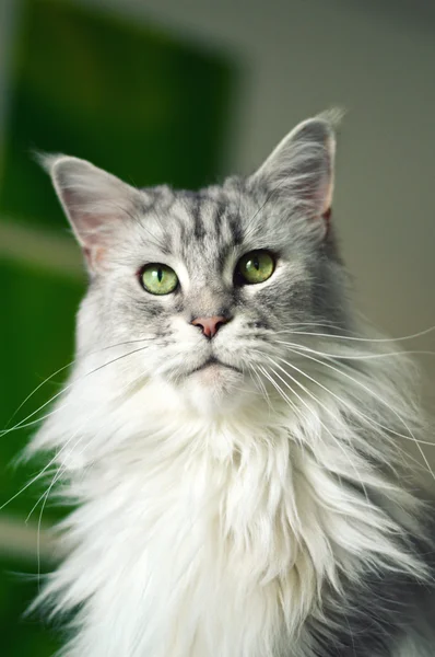 Maine coon cat — Fotografia de Stock