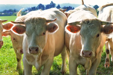 charolais inek