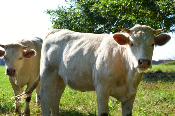 Vaca Charolais — Fotografia de Stock