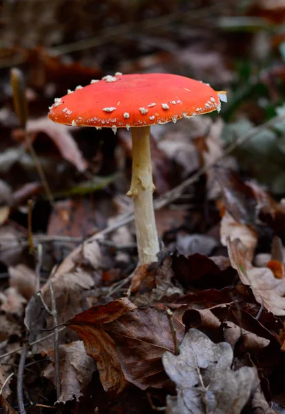 Hallucinogenic mushroom — Stock Photo, Image