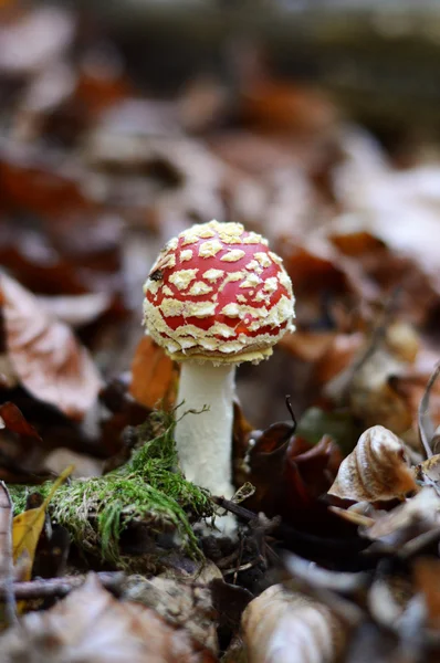 Hallucinogenic mushroom — Stock Photo, Image