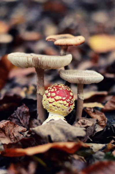 Bouquet of mushrooms — Stock Photo, Image