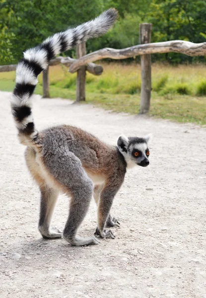 Lemur catta de maki — Foto de Stock