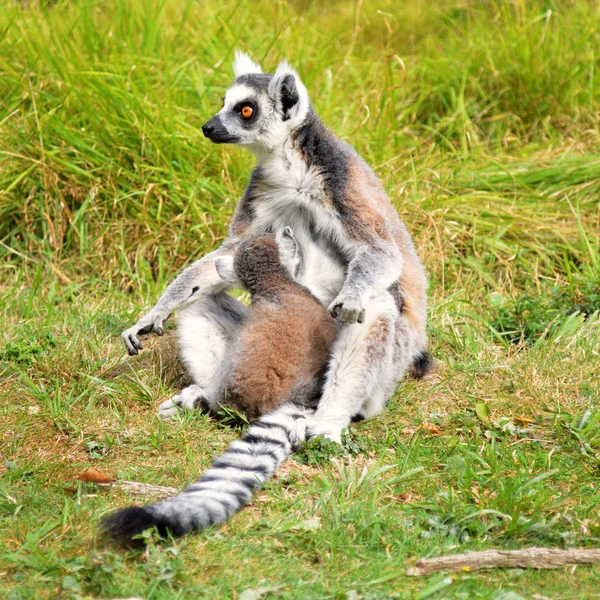 Lemur Maki catta con un bebé — Foto de Stock