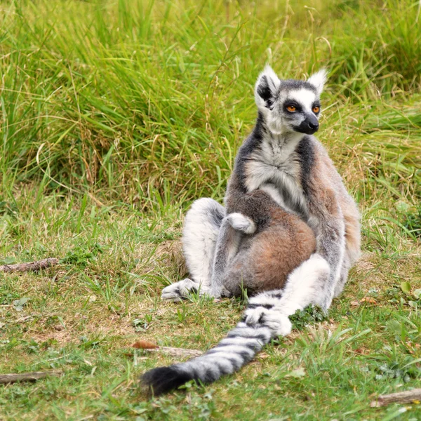 Lemur Maki catta con un bebé — Foto de Stock