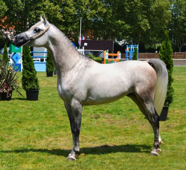 Arabian horse clipart