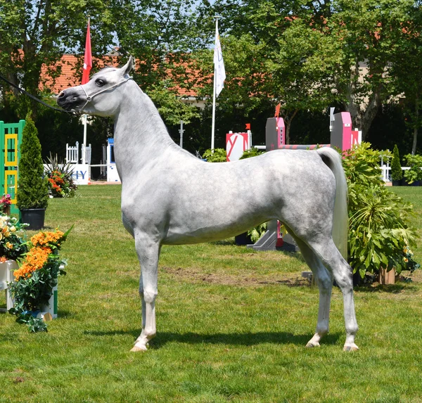 Arabian horse — Stock Photo, Image