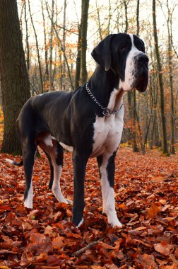 Danua köpekVictoria çeşme, Londra