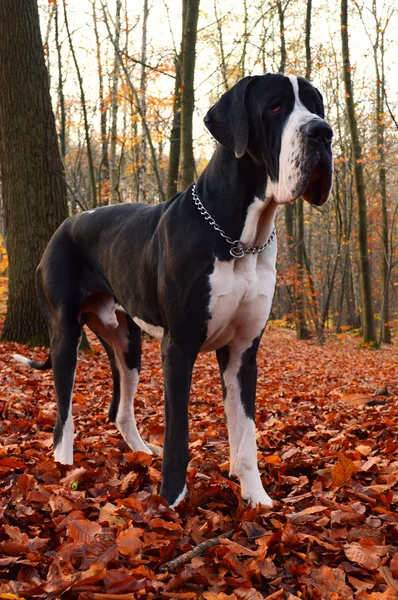 Great dane dog — Stock Photo, Image