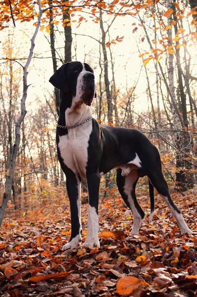 Great dane honden — Stockfoto