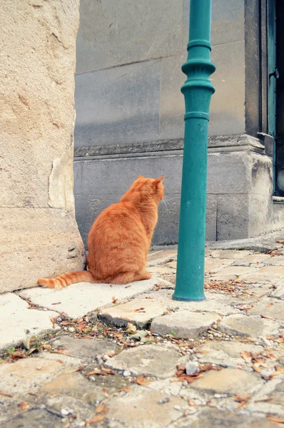 Gato na cidade — Fotografia de Stock