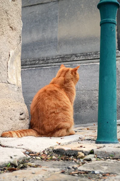 城里的猫 — 图库照片