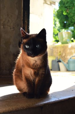 Siyam kedisi