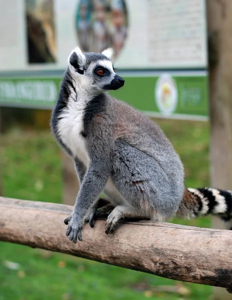 Lemur catta de maki — Fotografia de Stock