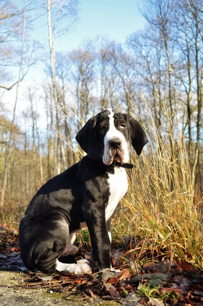 Grande cucciolo di danese — Foto Stock