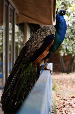 Bir bariyer peacock