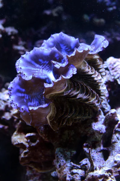 큰 바닷물 조개 — 스톡 사진