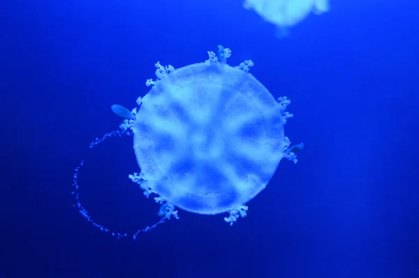 Una medusa de agua salada — Foto de Stock