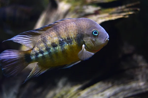 Peces tropicales en un acuario — Foto de Stock