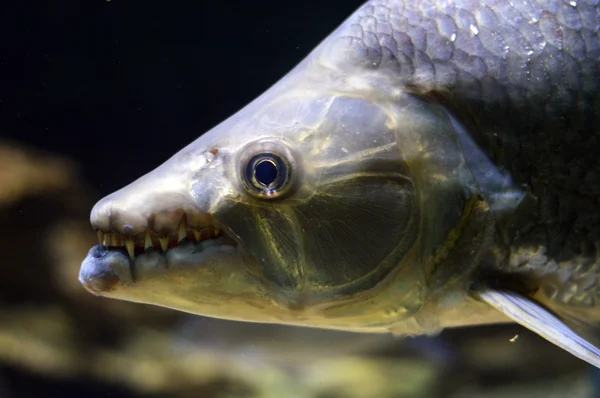 열 대 육 식 물고기의 초상화 — 스톡 사진
