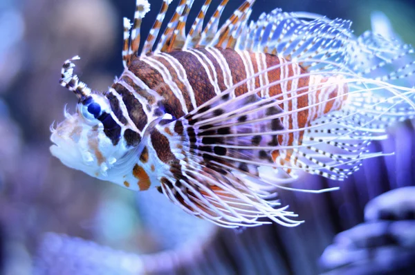물고기 바닷물입니다. Lionfish — 스톡 사진
