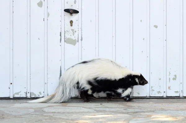 Een stinkdier wandelingen — Stockfoto