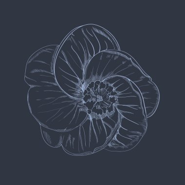 Vektör el-çizim çiçek