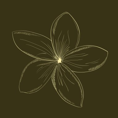 Vektör el-çizim çiçek