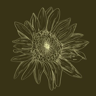 Vektör el-çizim çiçek