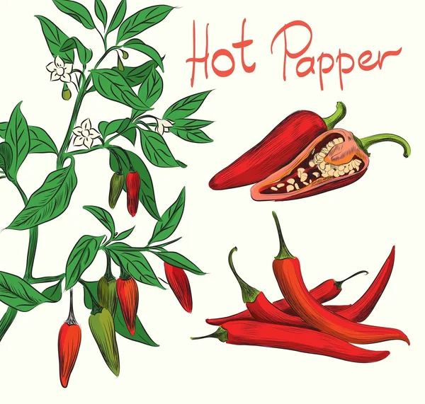 Chili, chili peper groenten — Stockvector