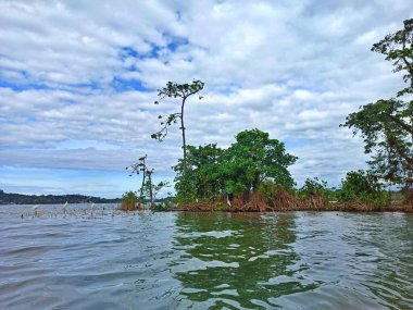 Rio Dulce 'deki kuşların adasının sularından, Izabal, Guatemala' daki kuşların etrafından görüntüyü al. Tatil kavramı