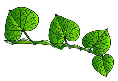 yeşil yaprakları ile şube