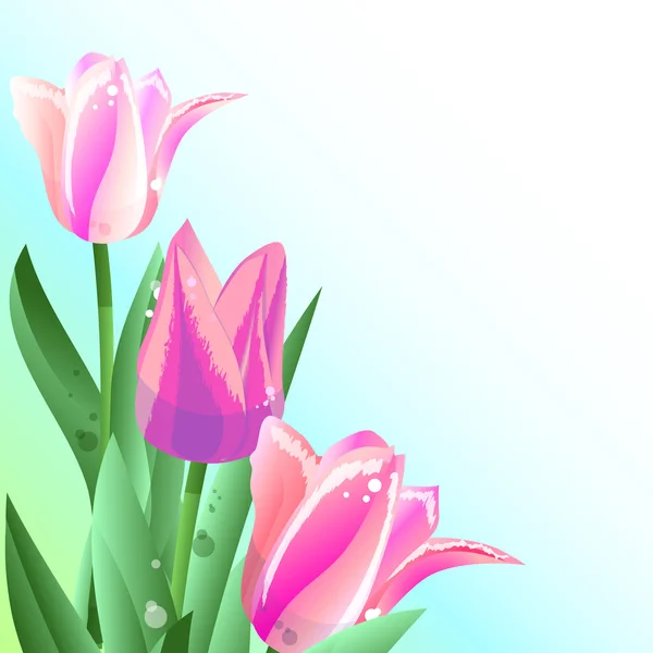 Tulipán 6 — Archivo Imágenes Vectoriales