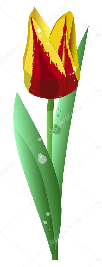 tulip 2