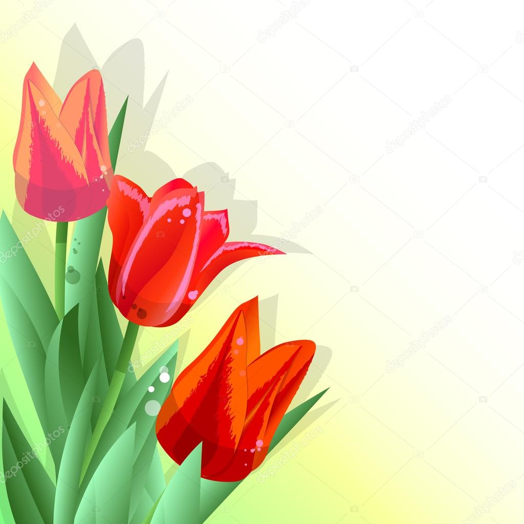 tulip 5
