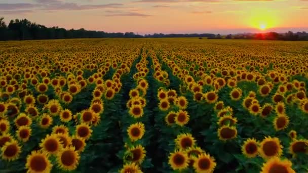 Summer Landscape Big Yellow Farm Field Sunflowers Beautiful Aerial View — Stock Video